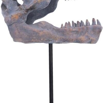 Figura Nemesis Now: Tyrannosaurus Rex Skull on Plinth